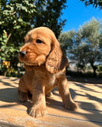 Cuccioli Cocker Spaniel Inglese
