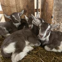 Capretti razza Bionda dell'Adamello