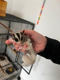 Coppia Petauro dello Zucchero