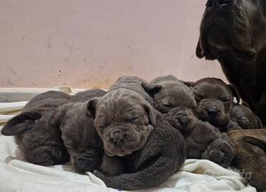 Cuccioli di Cane Corso