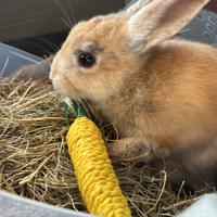 Cucciolo di coniglio toy