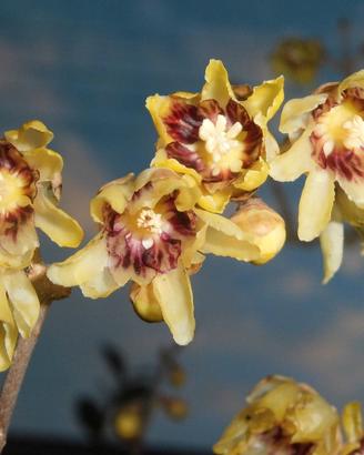 20 semi di Calicanto 