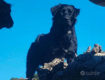 Cuccioli Cane da Pastor della Sila