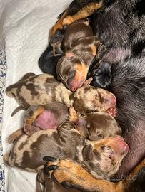 Cuccioli di Bassotto