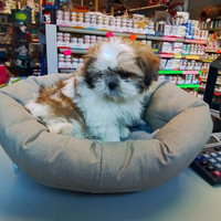 Shih tzu femmina tre mesi