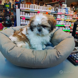 Shih tzu femmina tre mesi