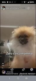 Spitz maschio