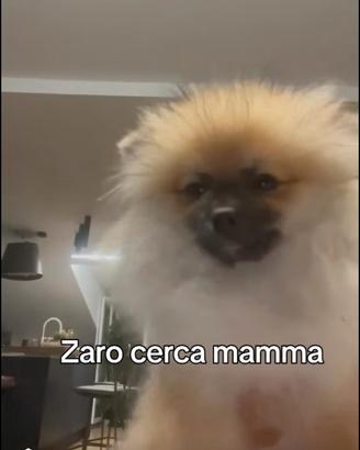 Spitz maschio