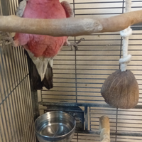 Cacatua roseicapilla