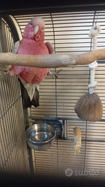 Cacatua roseicapilla