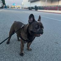 Bulldog francese - per Monta