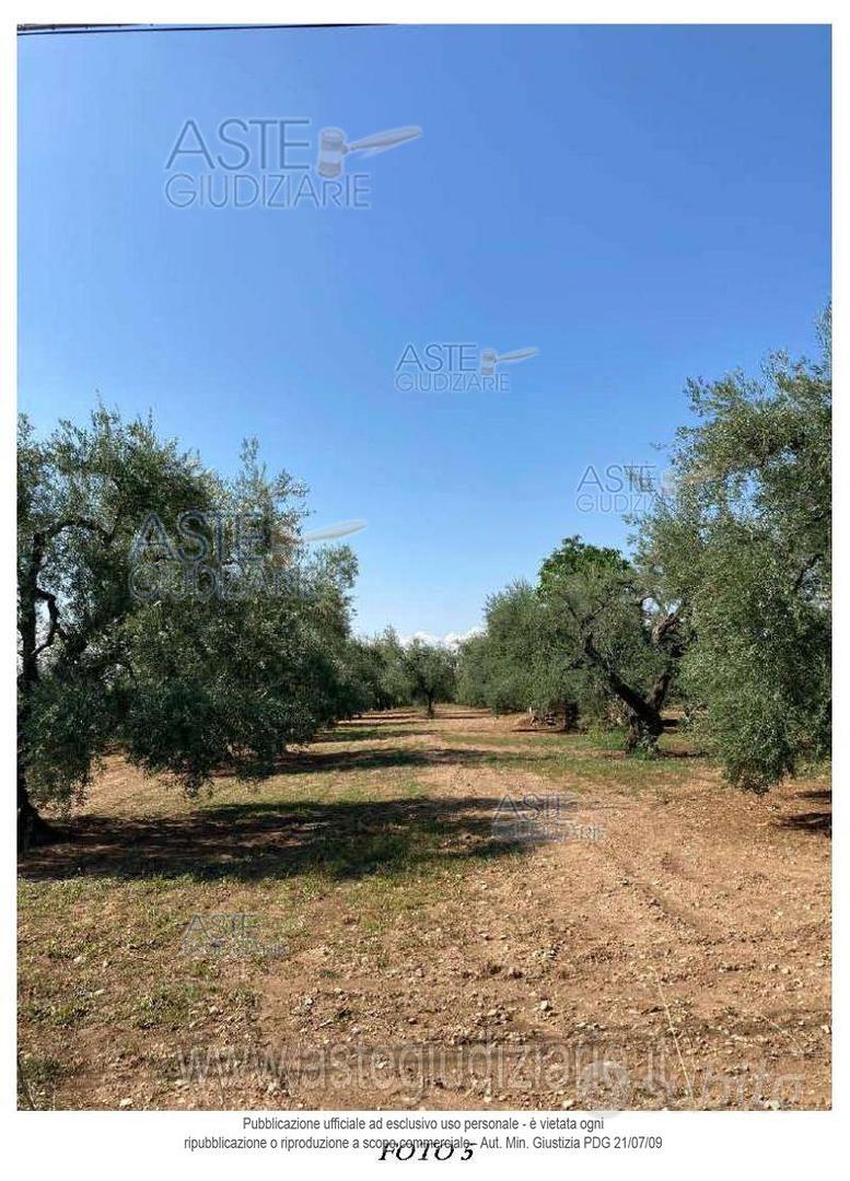 Terreno Agricolo Bitonto [A4354217] - Vista 5
