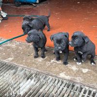 Cuccioli pastore tedesco incrocio cane corso