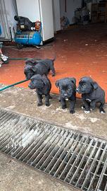 Cuccioli pastore tedesco incrocio cane corso