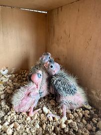 Pullì calopsite da allevare a mano