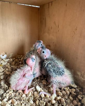 Pullì calopsite da allevare a mano