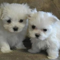 Cuccioli Maltese mini toy