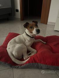 Jack Russell Parson