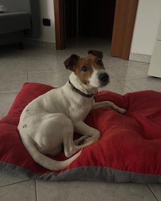 Jack Russell Parson