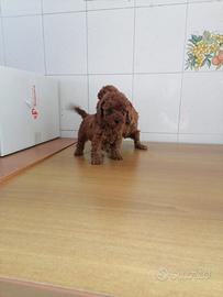 Barboncini mini toy e toy