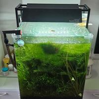 acquario dennerle cube 60 litri