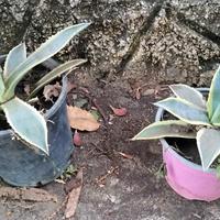Agave variegata Americana a partire da 5 euro 