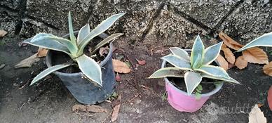 Agave variegata Americana a partire da 5 euro 