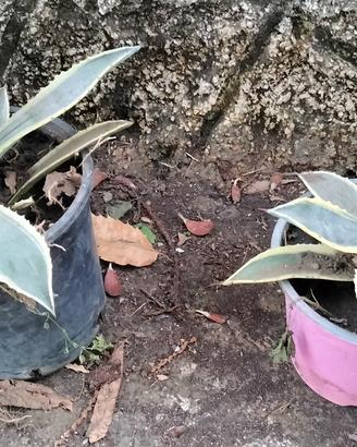 Agave variegata Americana a partire da 5 euro 