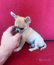 Chihuahua Maschio, mini Toy