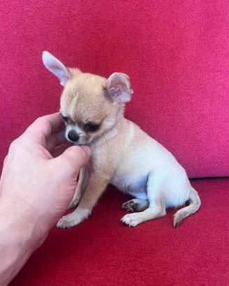 Chihuahua Maschio, mini Toy
