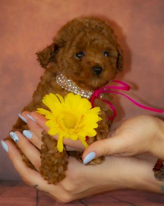 Mini toy certificato barboncino