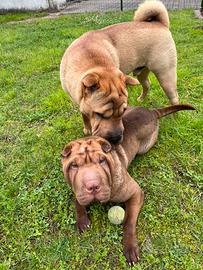 Cani sharpei