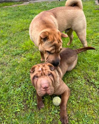 Cani sharpei