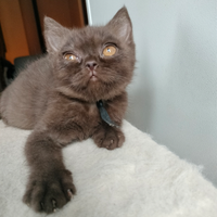 British shorthair maschietto