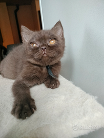 British shorthair maschietto