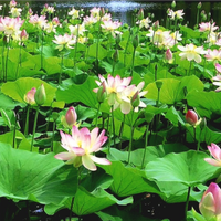 Fior di Loto (Nelumbo Nucifera)