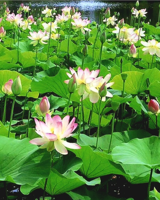 Fior di Loto (Nelumbo Nucifera)