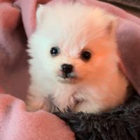 Spitz di Pomerania bianchi taglia Toy