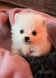 Spitz di Pomerania bianchi taglia Toy