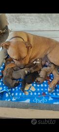 Cuccioli di Pitbull