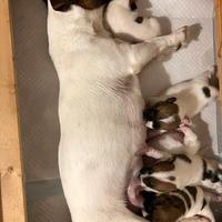Cuccioli jack Russell terrier