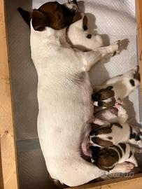 Cuccioli jack Russell terrier