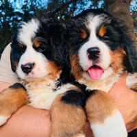 Cuccioli Bovaro del Bernese con Pedigree