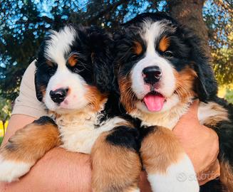 Cuccioli Bovaro del Bernese con Pedigree
