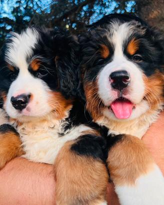 Cuccioli Bovaro del Bernese con Pedigree
