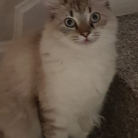 Siberiano maschio per monta