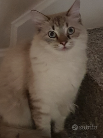 Siberiano maschio per monta