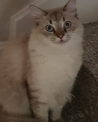 Siberiano maschio per monta