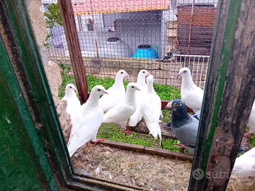 Piccioni viaggiatori bianchi