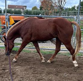 Cavallo courter